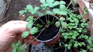 Китайская гигантская клубника привет от Алиэкспресс.mp4