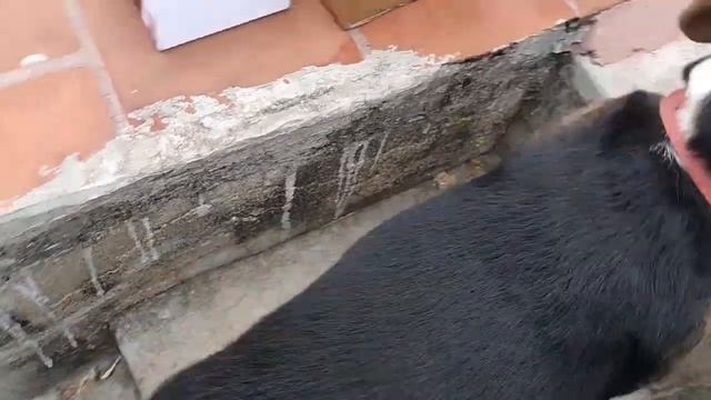 SJCAM SJ6 Legend Action camera UNBOXING with pet BEAGLE смотреть онлайн