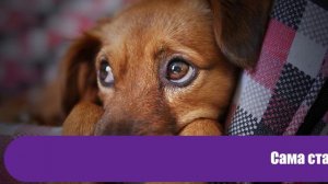 Пёс три года провёл под землей и только сейчас его удалось спасти