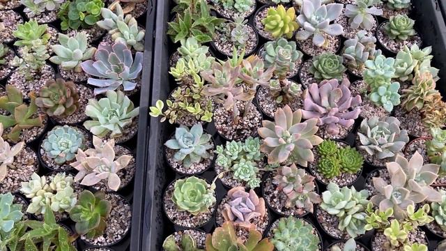 How to choose the right size pot for succulent plants смотреть онлайн