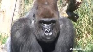 London Zoo's new gorilla impresses females