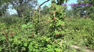 Ежемалина Логанберри. Loganberry.