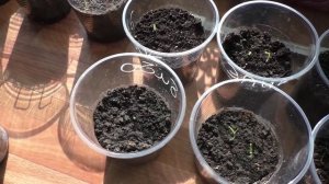 Почему я не делаю никакой предпосевной обработки семян