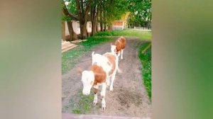 Эко Ферма в Алексино Дорогобужский Район Смоленская область на 12 июня 2023 год