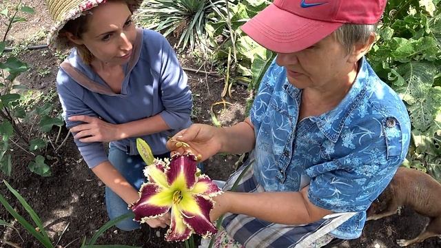 Крупный фиолетовый лилейник PURPLE SEA STAR / Сад Ворошиловой смотреть онлайн