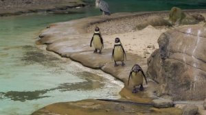 А мы пингвинчики,а нам не холодно,а мы на севере живём