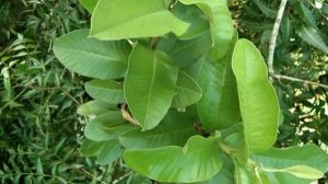 Uses and benefits of guava leaves..