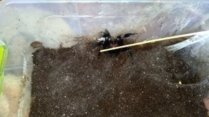 Lampropelma sp borneo black краткое описание эффектного паука
