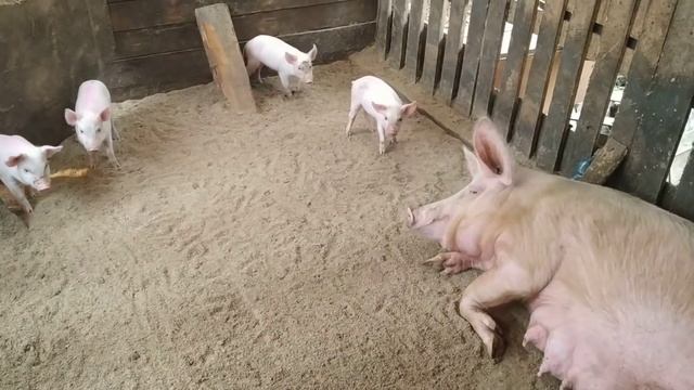 Автопоение в свинарнике и кчс первое июня смотреть онлайн