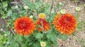 Хризантема Венди Ред