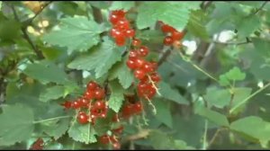 2014г.Наш дом при покупке. Обзор дома, участка .Интересные находки!!!