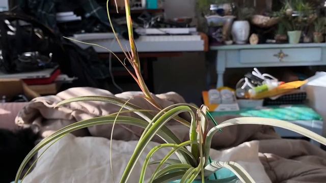 Tillandsias AN AIR PLANT JOURNEY VOL 9
