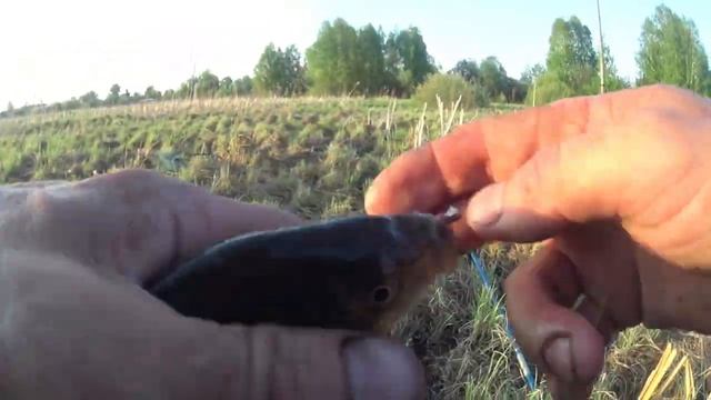 Как всегда суперклёв КАРАСЯ! Ловим и переселяем в другой водоём. Рыбалка в первый день лета!