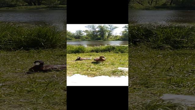 просто утки 🦆🦆