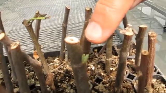 Cloning of Sacred Dukh Bhanjani ber (Ziziphus jujuba) tree in Museum of Trees Chandigarh : смотреть онлайн