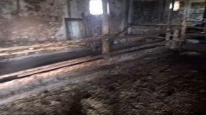 Зелёная трава для бычков