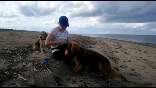 Харт и Дрим собирают пирамидку из стаканчиков смотреть онлайн