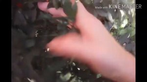 АНГИННИК! Полезное растение! Болезни горла не страшны!