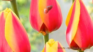 Тюльпан гибридный Уорлд Пис (tulipa world peace) ? обзор: как сажать, луковицы тюльпаны Уорлд Пис