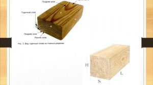 Лекция на тему "Изучение качественных характеристик древесины" (лектор Карбасников А.А.).