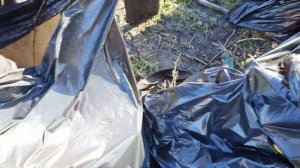 Ежевика Небеса могут подождать, Тревелер, Фридом, Дойл, Бжезина, осейдж, а также малина и клубника.