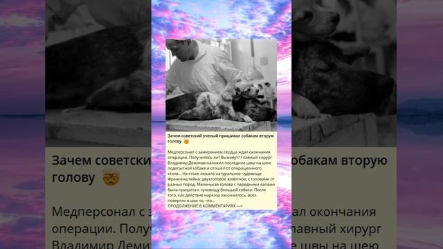 Зачем советский ученый пришивал собакам вторую голову  ?