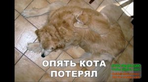Приколы с котами-СМЕШНАЯ ОЗВУЧКА ПРО ЖИВОТНЫХ-УГАР ДО СЛЁЗ кот МУРЗИК-Deyvi