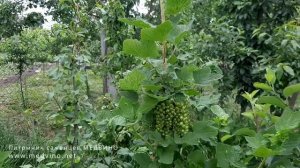 О формировке смородины на штамбе