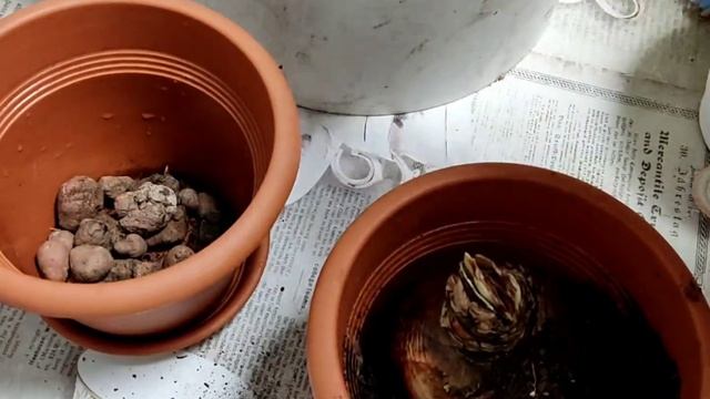 Чтобы Гиппеаструм?зацвëл, надо делать так... смотреть онлайн