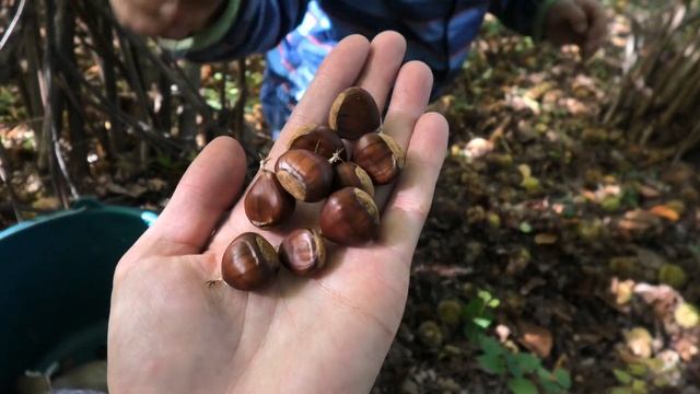 Самые РЕДКИЕ ГРИБЫ! Показываю где растет БЕЛЫЙ ГРИБ смотреть онлайн