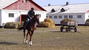ДАКАР | Завод имени Первой конной армии | Лошади на продажу | Будённовская порода лошадей