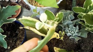 PLANTA KALANCHOE LUCINIATA.\CUIDADO Y REPRODUCCION/