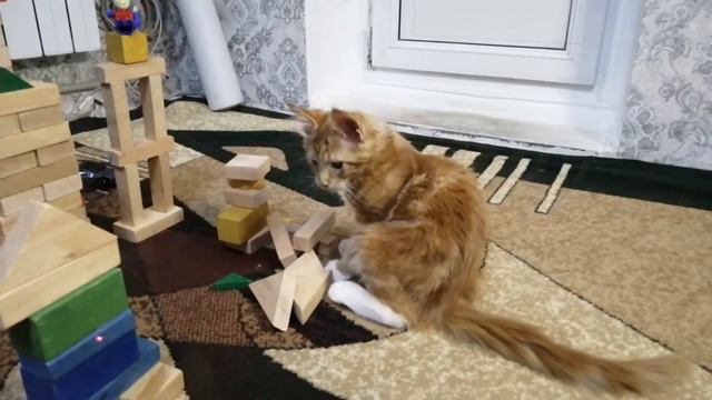Котёнок разрушил замок(крепость).The kitten destroyed the castle.