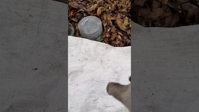 Укрытие крупнолистной гортензии. 11.11.2023 смотреть онлайн