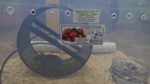 НОВЫЙ ПИТОМЕЦ - (Домовая мышь) дикая мышка!