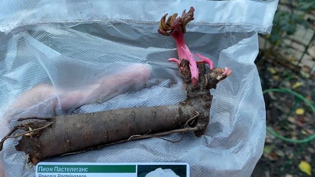 Посадка пиона осенью! Пион из ПОДВОРЬЯ! Прошу совет пионоводов! Проросла почка, оставить или убрать смотреть онлайн