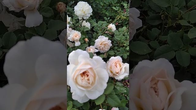 Клэр Остин второе цветение. смотреть онлайн