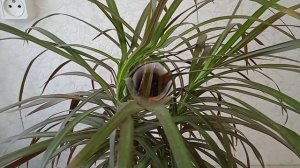 Как ухаживаю за драценой маргината зимой чтобы крона всегда была пышной