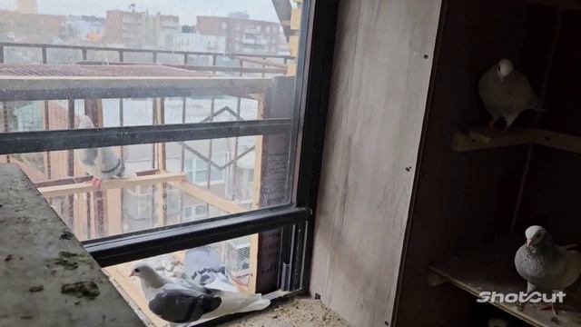 #голуби #хорошеенастроение #иммиграция #сша  Такого голубятника не видел свет !