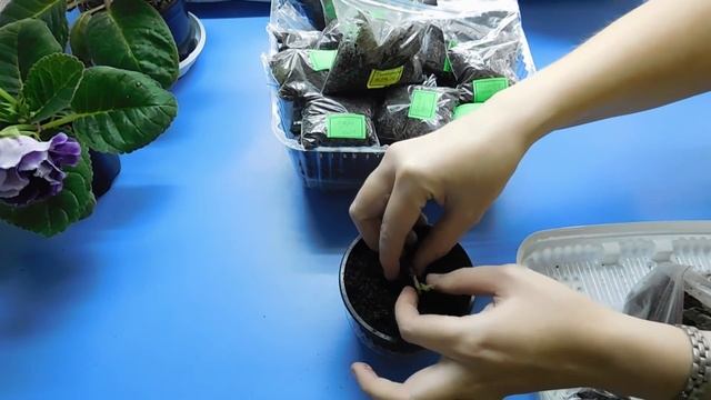 ?КАК ХРАНИТЬ ГЛОКСИНИИ ЗИМОЙ . ?How to grow gloxinia from a tuber смотреть онлайн