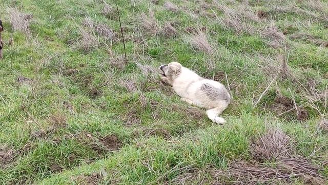 Волкодав охраняет домашних животных. смотреть онлайн