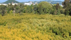 ЖК "Цветочный". Адлер. 18.05.2015