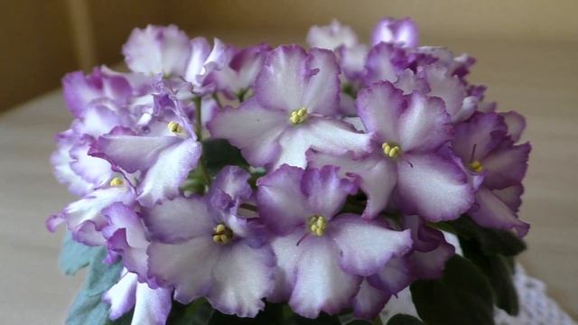 Цветение сортовых фиалок весной | Красивое цветение фиалок с названиями