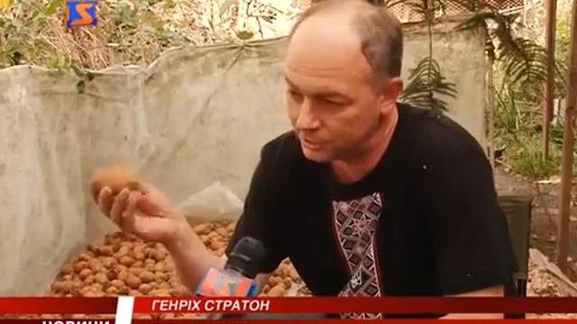 МОРОЗОСТОЙКИЕ КИВИ
