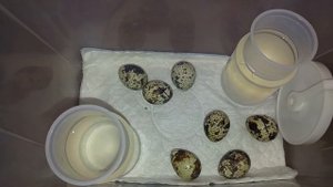 Пока просто яйца. Выведение перепелов в инкубаторе из магазинных яиц на батарее в квартире