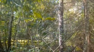 Белорусская тайга. Супер грибалка 2021.