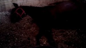 Лошадь храпит во сне