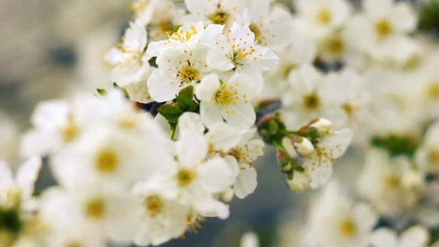 Красивая Черешня цветёт | Футажи красивая природа [FullHD] смотреть онлайн