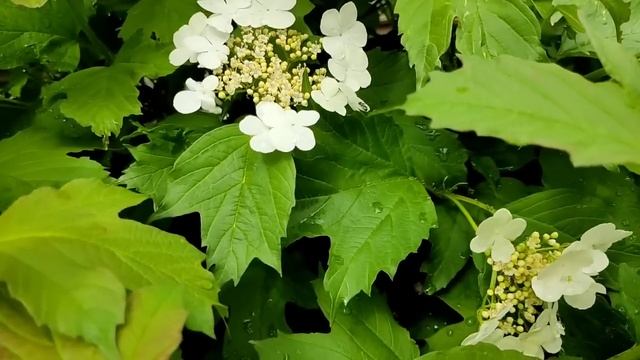 Лена и Ваня LIFE//Папа зря старался... // Обзор видео// смотреть онлайн