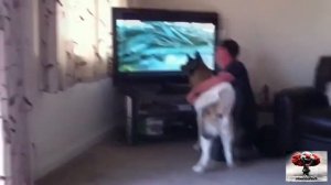 Собака защищает хозяина #2